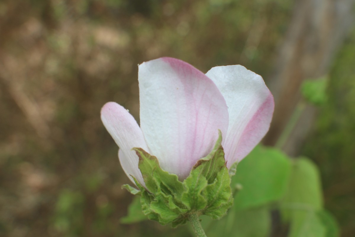 Hibiscus platanifolius (Willd.) Sweet